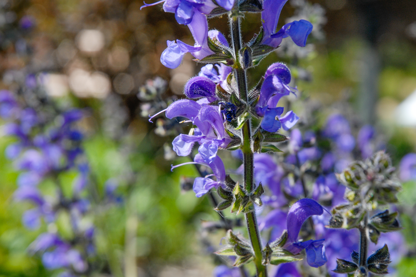 Meadow Clary Sage